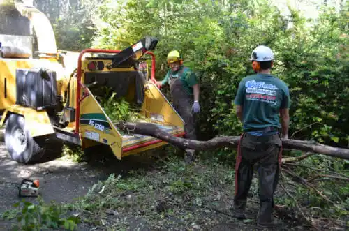 tree services Oak Hill